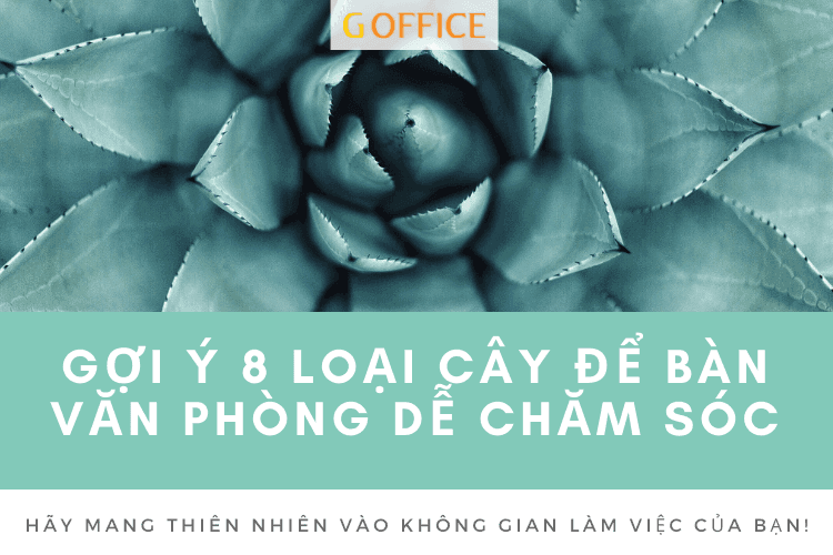 8 Loại cây để bàn văn phòng dễ chăm sóc