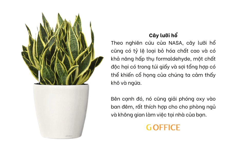 Cây lưỡi hổ - Cây để bàn làm việc