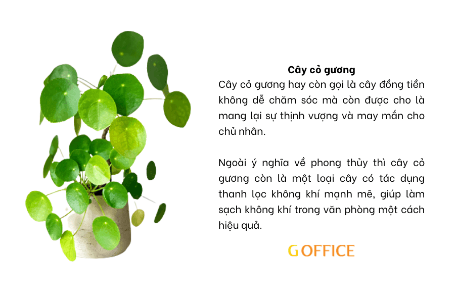 Cây cỏ gương - Cây xanh để bàn làm việc