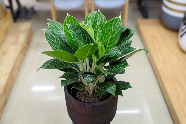 Cây bạch mã hoàng tử