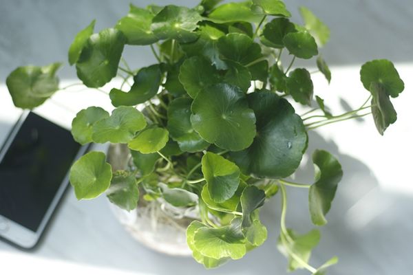 Cây cỏ đồng tiền