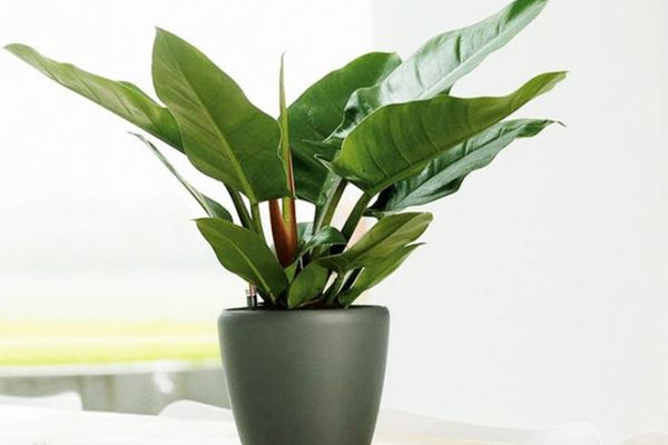 Cây đại đế vương