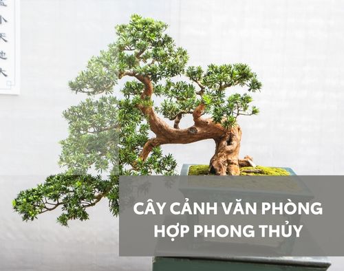 cay-canh-phong-thuy-trong-phong-lam-viec-thumb