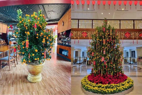 Trang trí Tết văn phòng bằng cây quất (cây tắc)